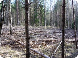 Ennallistettu metsäalue