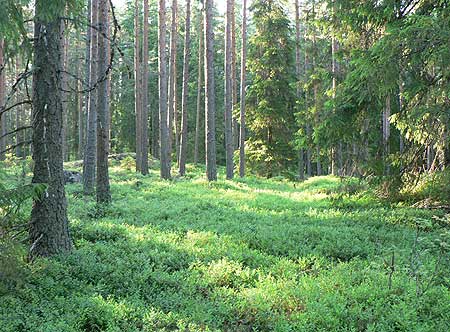 Nuuksio-Tervalampi