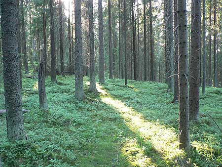 Nuuksio-Tervalampi